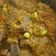 Cooksnap dari Akbar Family untuk resep Sepat Baby Petai Cabe Ijo