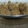 Bina Talati's cooksnap of when they made ચુરમા ના લાડુ (Churma Ladoo Recipe In Gujarati).