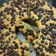 Cooksnap dari feronita winoto untuk resep Bolu Pisang Panggang
