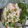 sneha desai's cooksnap of when they made ઉપમા  (Upama Recipe In Gujarati ).