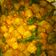Cooksnap dari Ratu_VLV untuk resep Kikil sandung lamur bumbu kuning pedas