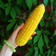 Сooksnap від Anna healthy food 🕊️ , який(а) приготував(ла) Вареная кукуруза.