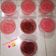 Cooksnap dari Susi Ningrum untuk resep Puding mawar cup