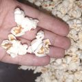صورة من Batool Zaki، شاركها بعد تجربة وصفة البوشار popcorn