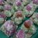 Cooksnap dari Prima Noor untuk resep Klepon