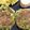 El cooksnap de ChikiTiki cuando hizo Hamburguesas de brócoli, garbanzo y arroz integral.