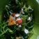 Cooksnap dari Widuri Fitriani untuk resep Ca Kangkung Simple