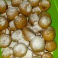 Cooksnap dari Endah Nur Hidayati untuk resep Bola Bola Ubi Kopong Yang lagi ngehits