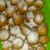 Cooksnap dari Endah Nur Hidayati untuk resep Bola Bola Ubi Kopong Yang lagi ngehits