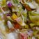 Cooksnap dari Agatha Yang untuk resep Pan Seared Dory with Sambal Matah