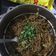Darshna Adenwala's cooksnap of when they made ચીલી ગાર્લિક મેગી (Chili Garlic Maggi Recipe In Gujarati).