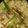 Fary Feroz's cooksnap of when they made White chicken karahi.