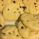 El cooksnap de Antu Kitrhal cuando hizo Galletas de chips de chocolate.