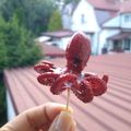 Cooksnap dari Pratiwi Widya Ratyniak untuk resep Chuka Idako / Seasoned Baby Octopus