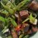 Cooksnap dari Siwi untuk resep Ikan asin cabe ijo #BikinRamadanBerkesan
