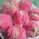 Cooksnap dari desychrisdiana untuk resep Bolu kukus mekar no susu, no santan, no air soda