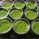 Cooksnap dari Nita Ummu Dzaky untuk resep Puding Lumut Hijau 🌿