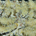 El cooksnap de Jordi Vilches Mascorda cuando hizo Berenjenas rellenas de carne picada riquísimas!!!.