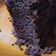 Cooksnap dari Ainun Cahaya untuk resep Brownies Kukus (resep Ny.Liem)