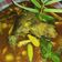 Cooksnap dari pesek Ganindra untuk resep Ikan tongkol woku