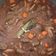 Cooksnap de Le Monde De Nadouche sur la recette Boeuf bourguignon