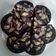 Cooksnap dari Win untuk resep Bolu coklat kukus simpel banget no mixer