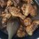 Cooksnap dari Ummu Hanifah untuk resep Semur Ayam (Topping Mie Pangsit)