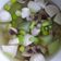 Cooksnap dari Teny Fat Karwati untuk resep Sup Labu dan Jamur Shimeji