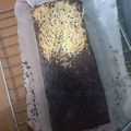 Cooksnap dari Novi Permatasari untuk resep Brownies panggang Tanpa DCC Tanpa Mentega super Nyoklat