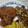 krybrannon's cooksnap of when they made Simple breaded pork chops.