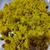 Nilu Gokani's cooksnap of when they made મટર ભાત (Matar Rice Recipe In Gujarati).