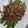 Cooksnap dari dwiratihm untuk resep Buncis Siram Daging Cincang
