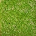 Cooksnap dari Elli Maria untuk resep Bolu Pandan Panggang 3 telur
