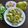 Jasmin Motta _ #BeingMotta's cooksnap of when they made Mixed fruits & walnut salad.