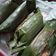 Cooksnap dari Novi Herawati untuk resep Nasi bakar ayam suir