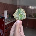 Cooksnap dari onnea untuk resep 56. Keripik Bayam 🍀🍀