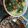 Cooksnap dari tia wati untuk resep Gulai Daun Singkong