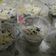 Cooksnap dari Febrina Sihotang untuk resep Cheesecake lumer oreo ala Vivie