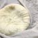 Urmi Desai's cooksnap of when they made મલાઈ ની છાસ માંથી પનીર (Paneer Recipe In Gujarati).