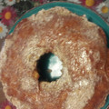 El cooksnap de Gloria Emma cuando hizo Kuchen alemán.