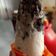 Cooksnap dari dina rahma untuk resep Es Cream Stick Oreo KW