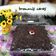 Cooksnap dari Ledis Manullang untuk resep Brownies ny.liem toping keju