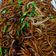 Cooksnap Julia ALeen Aireish semasa beliau membuat Mee Goreng Basah Sotong#phopbylinimohd.