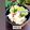 Cooksnap dari Januarii untuk resep Es pisang ijo
