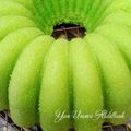 Cooksnap dari Ummu Salma untuk resep Bolu Pandan Santan jadoel
