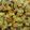 Tuca's cooksnap of when they made Cranberry Apple Walnut Chicken Salad.