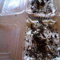 El cooksnap de ximena cuando hizo •torta oreo helada•.