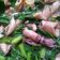 Cooksnap dari Nyai Windhy untuk resep Cah Sawi Cumi Asin