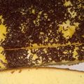 Cooksnap dari anitakoe untuk resep Bolu panggang simple anti bantat