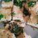 Smita Barot's cooksnap of when they made નાયલોન ખમણ (Nylon Khaman Recipe In Gujarati).